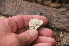 Punctularia strigosozonata
