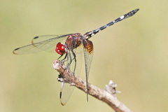 Dythemis fugax