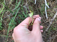 Caladenia tentaculata