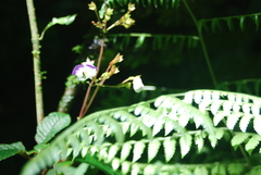 Monopyle