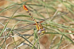 Erpetogomphus designatus