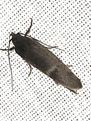 Xyloryctidae