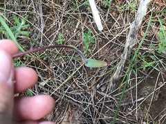 Caladenia tentaculata
