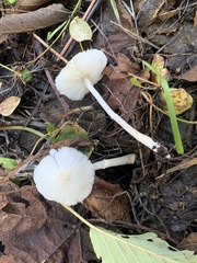 Lepiota sequoiarum