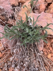 Xanthisma grindelioides