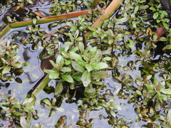 Hygrophila polysperma