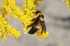 Bombus fraternus