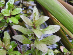 Hygrophila polysperma