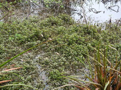 Hygrophila polysperma