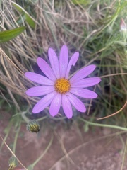 Dimorphotheca jucunda