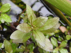 Hygrophila polysperma
