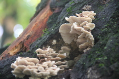Cerrena zonata