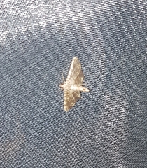 Nacoleia