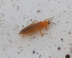 Thripinae