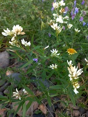 Trifolium lupinaster