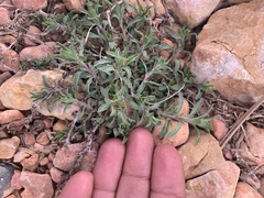 Oenothera lavandulifolia