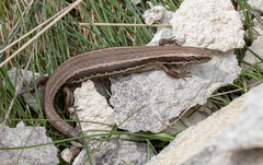 Oligosoma polychroma