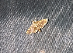 Nacoleia
