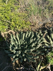 Euphorbia inermis