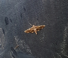 Nacoleia