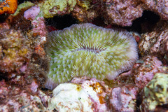 Lobactis scutaria