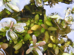 Hygrophila polysperma