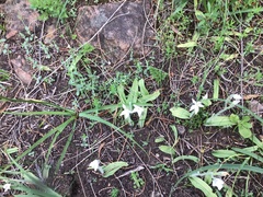 Caladenia latifolia
