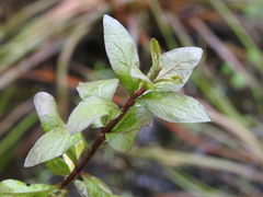 Hygrophila polysperma