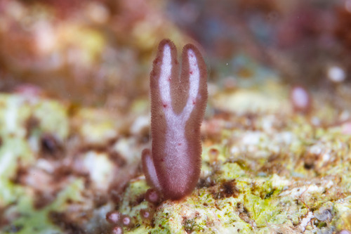 Genus Trichogloea · iNaturalist