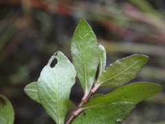 Hygrophila polysperma