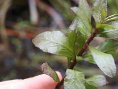 Hygrophila polysperma