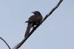 Eudynamys scolopaceus