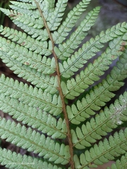 Polystichum parvipinnulum