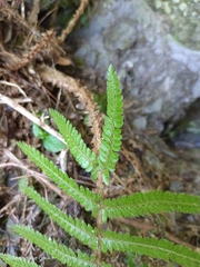 Polystichum parvipinnulum