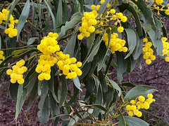Acacia pycnantha