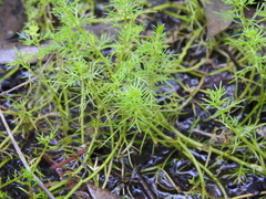 Myriophyllum gracile