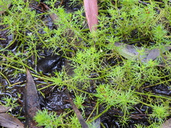 Myriophyllum gracile