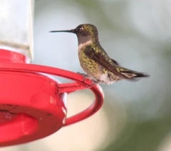 Archilochus alexandri