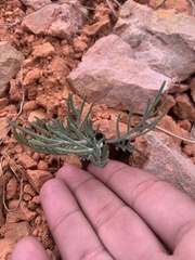 Hymenopappus filifolius