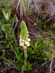 Gomphichis