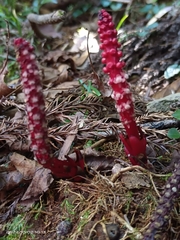 Balanophora laxiflora