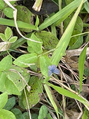 Zizina otis labradus