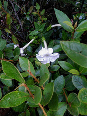 Escobedia grandiflora