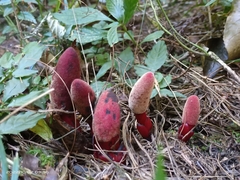 Balanophora laxiflora