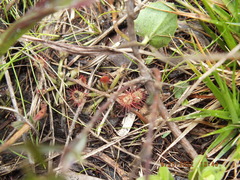 Drosera capillaris