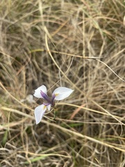 Moraea