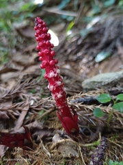 Balanophora laxiflora