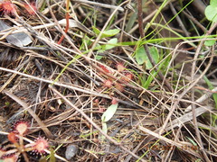 Drosera capillaris