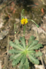 Crepis vesicaria