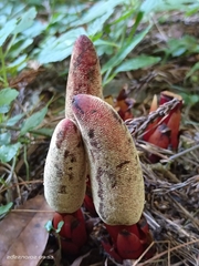 Balanophora laxiflora